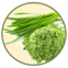 Wheat Grass